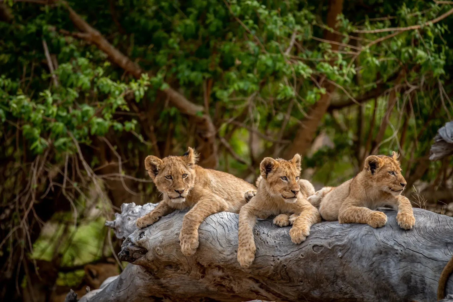 A South African Honeymoon Safari Journey — lead photo