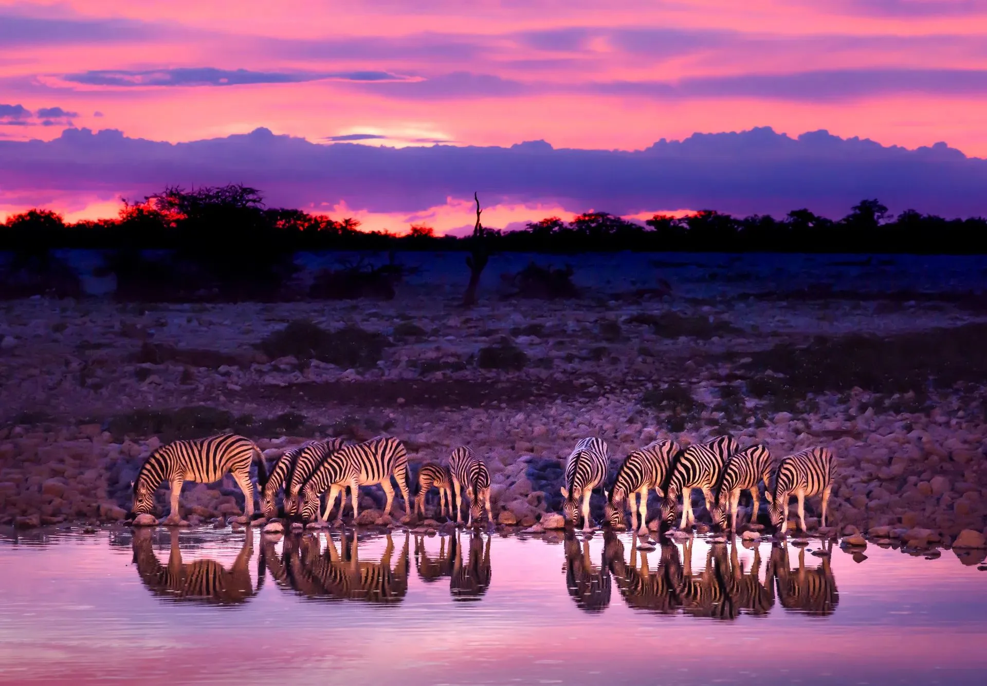 A South African Honeymoon Safari Journey — supporting photo