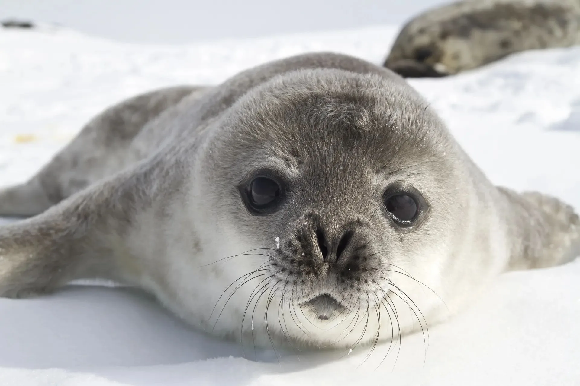 Antarctica and Arctic