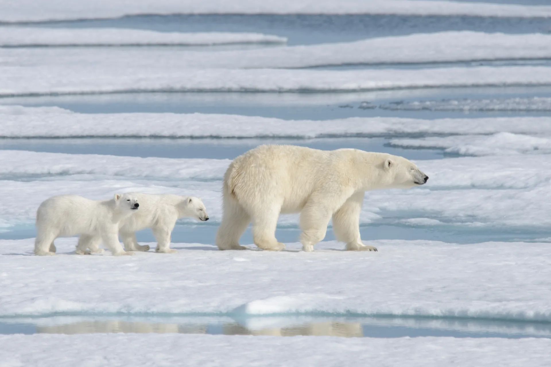 The Arctic and Svalbard