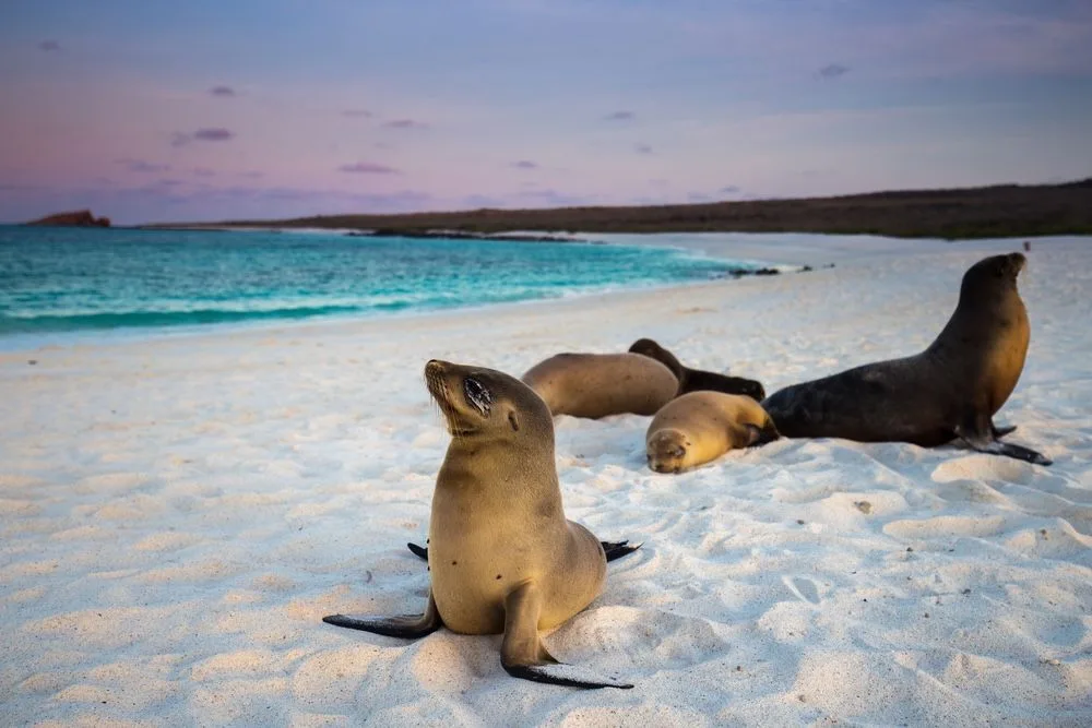 16 Night Galapagos Northern Loop & Machu Picchu