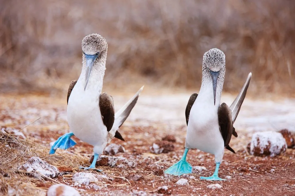 16 Night Galapagos Northern Loop & Machu Picchu moment — lead