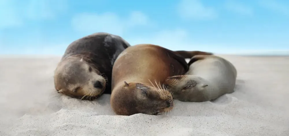 16 Night Galapagos Northern Loop & Machu Picchu moment — supporting