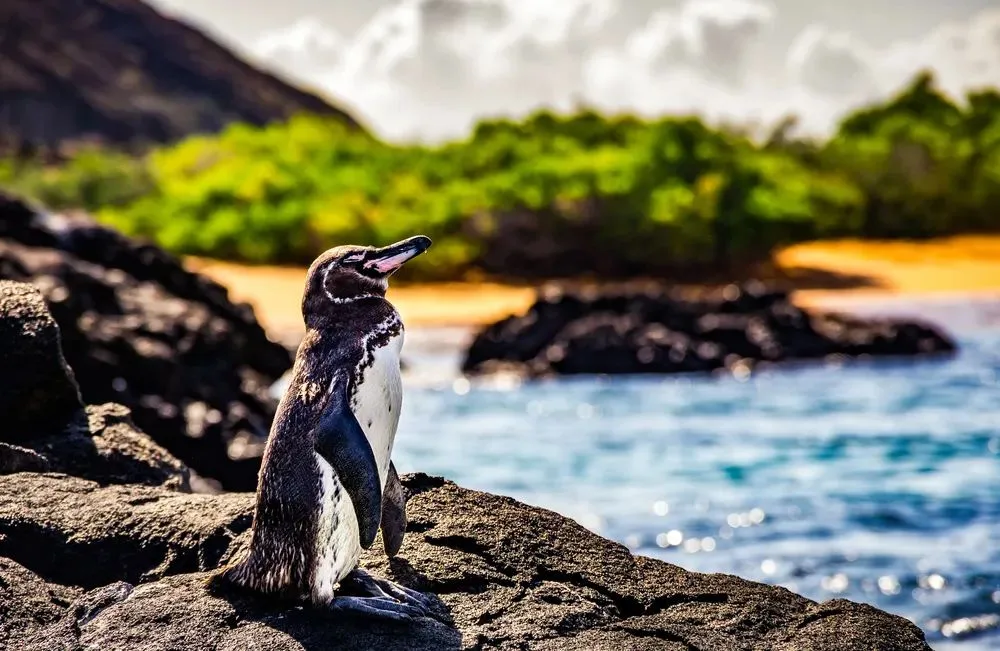Galapagos Islands — gallery 6