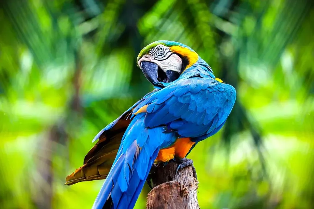 The Amazon